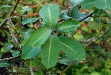 leaves and female catkins