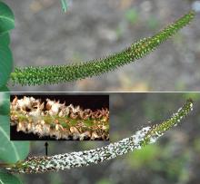female catkin, before and at seed release