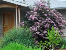 plant habit, flowering