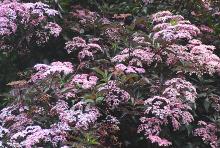 flower clusters