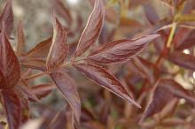 young leaf