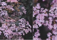 flower clusters and flowers