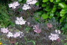 leaves and flower clusters