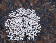 flower cluster (faded to white)