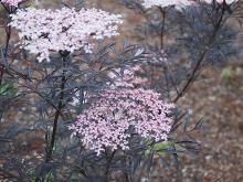 flower clusters