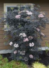 plant habit, flowering