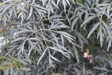 leaves