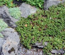 plant habit