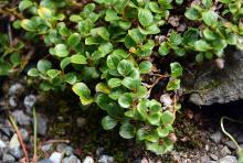 leaves