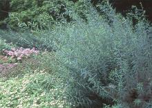 plant habit