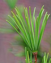 needle cluster