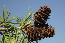 mature cones