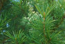 foliage