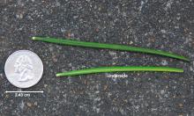 needles