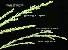 leaf (needles) comparison