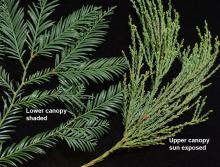 branchlets, shaded and exposed