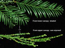 leaves, shaded and exposed