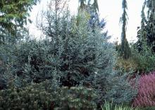 plant habit