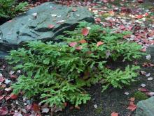 plant habit (7 years later)