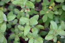 leaves