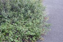 plant habit
