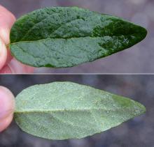 leaf