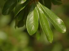 leaves