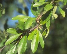 leaves and developing fruit