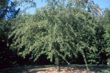plant habit (Dyck Arboretum of the Plains, Hesston, KS)