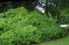 plant habit, summer plant habit, summer