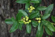 leaves and immature fruit leaves and immature fruit
