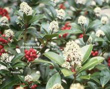 male and female flowers male and female flowers