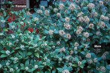 flowering male and female plants flowering male and female plants