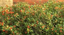 plant habit, fruiting plant habit, fruiting