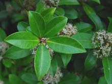 leaves leaves