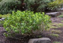 plant habit, at fruit set in spring