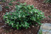 plant habit, spring flowering