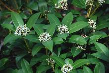 flower clusters and leaves