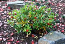 plant habit, fruiting