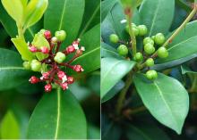 developing fruit