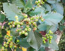 immature fruit and leaves