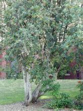 plant habit, summer