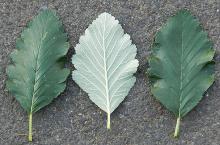 leaves, upper and lower side