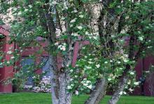 trunks and flowering branches