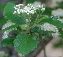 developing flower cluster and leaves