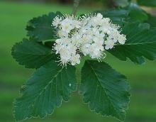 mature flower cluster and leaves 