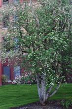 plant habit, flowering
