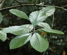 leaf cluster