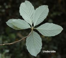 leaf cluster