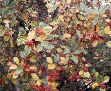 fruit and leaves, fall